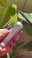 Стійкий гель для брів Benefit Cosmetics Mini 24-HR Brow Setter Clear Brow Gel with Lamination Effect 0.11 fl oz/ 3.5 mL - Фото 3