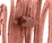 Контурний олівець - помада для губ RHODE peptide lip shape Color: lunge - rosy beige Size: 0.75 g / 0.026 oz. - Фото 2