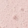 Олія для волосся з опунцією dae Prickly Pear Hair Oil Size: 1.7 oz/ 50 mL - Фото 8